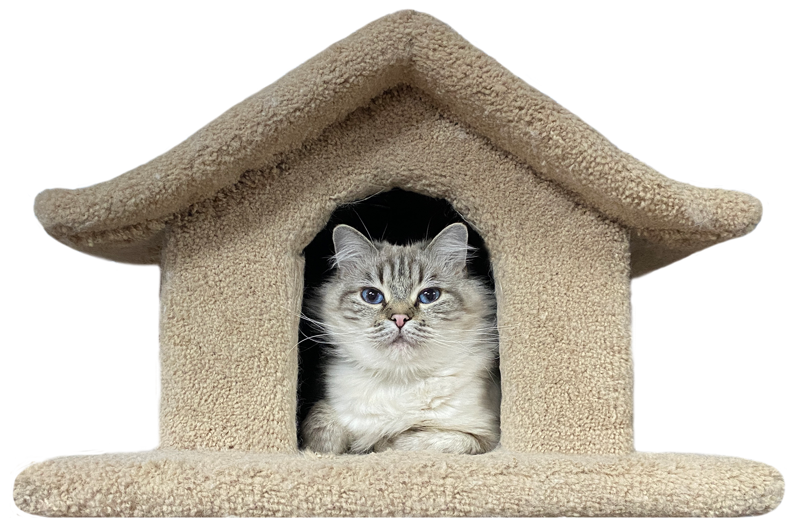 3 ragdoll kittens